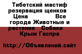 Тибетский мастиф резервация щенков › Цена ­ 100 000 - Все города Животные и растения » Собаки   . Крым,Гаспра